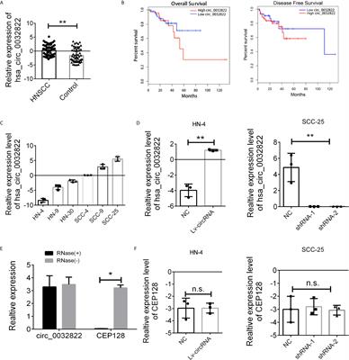 The circ_0032822 Promotes the Proliferation of Head and Neck Squamous Cell Carcinoma Cells Through miR-141/EF3 Signaling Axis